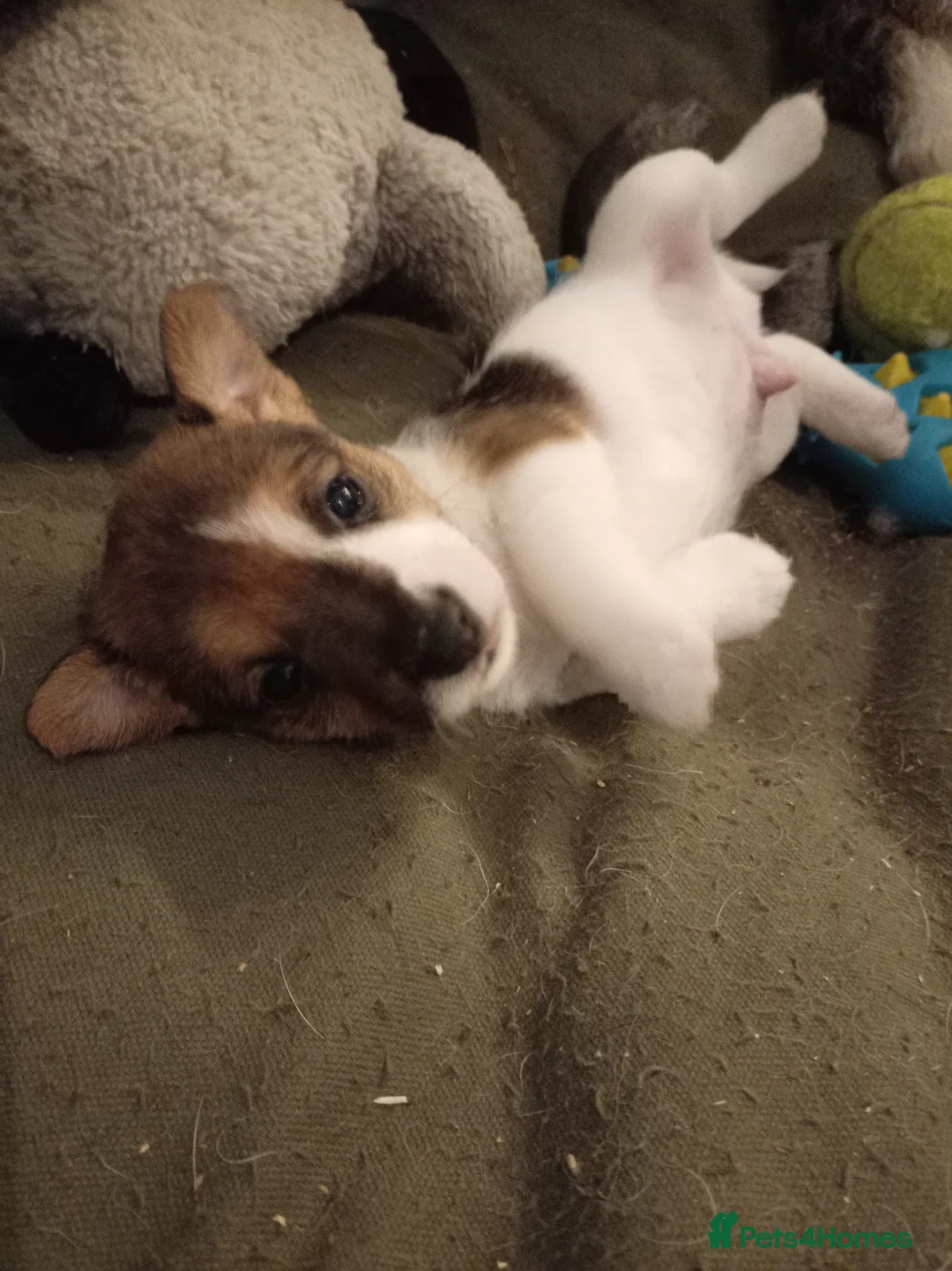 Jack Russell dogs for sale: Jack Russell puppies for sale  - Advert 19