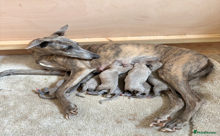 Whippet dogs - Advert 2