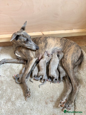 Whippet dogs - Advert 7