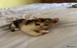 Mixed Breed cats for sale: Two kittens looking for forever home - Image 6