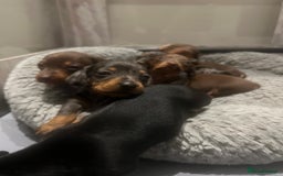 Miniature Dachshund dogs for sale: Last boy KC REG PRA CLEAR - Image 25