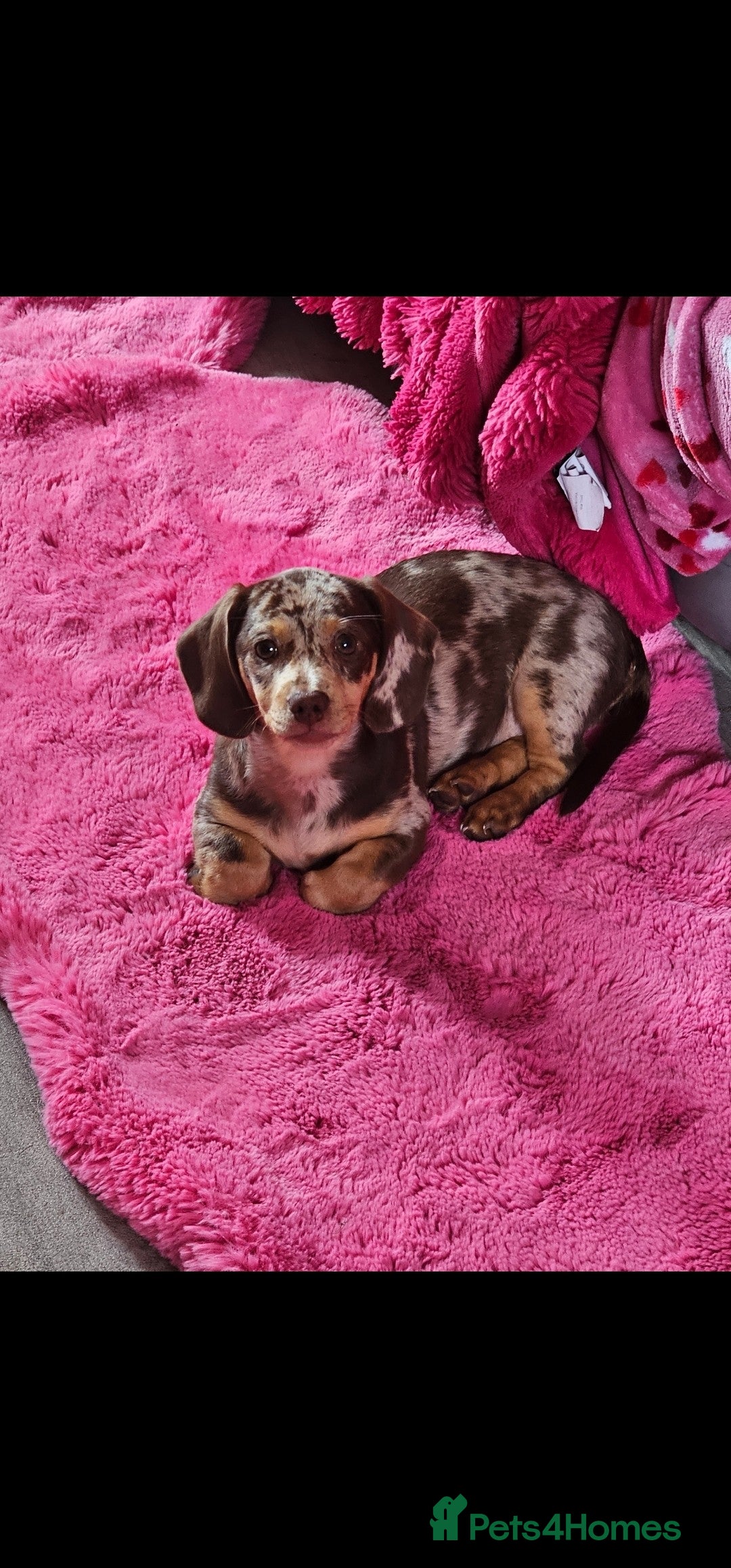 Dachshund dogs for sale: GORGEOUS GREEN EYED MERL GIRL & FAWN WIRE GIRL - Image 2