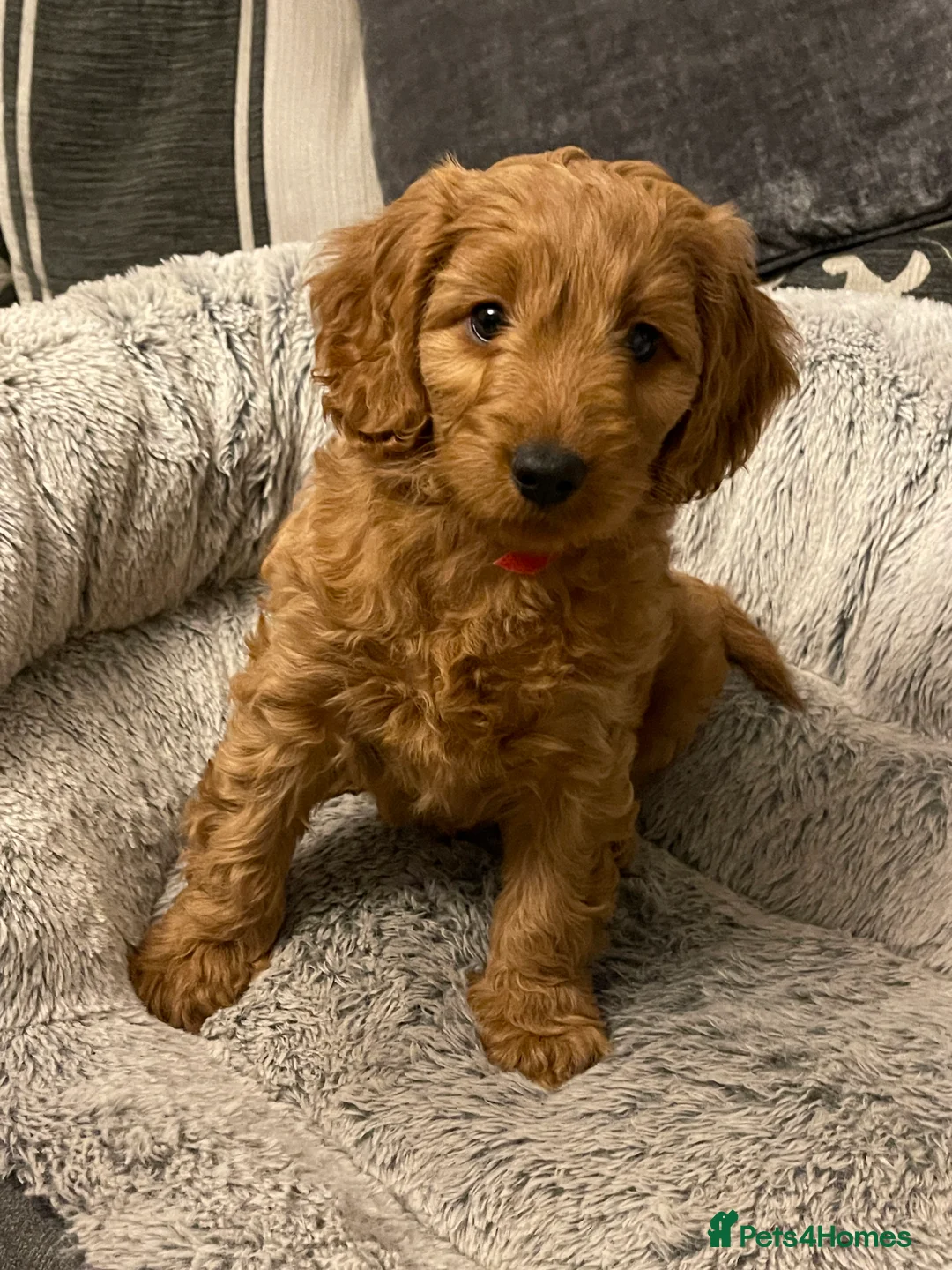 Cockapoo dogs for sale: Two gorgeous girls left.Ready to leave - Advert 3