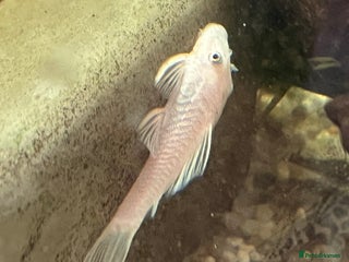 Plecos fish - Advert 21