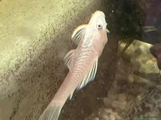Plecos fish Snow White shortfin Pleco 2”-3” - Advert 13
