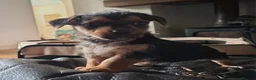 Mixed Breed dogs for sale: Norfolk x mini Dachs puppies - Advert 21