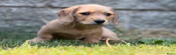 Mixed Breed dogs for sale: Two beautiful dachshund x schweenie  in Chester - Advert 12