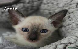 Oriental cats for sale: Beautiful GCCF registered Oriental kittens - Image 6