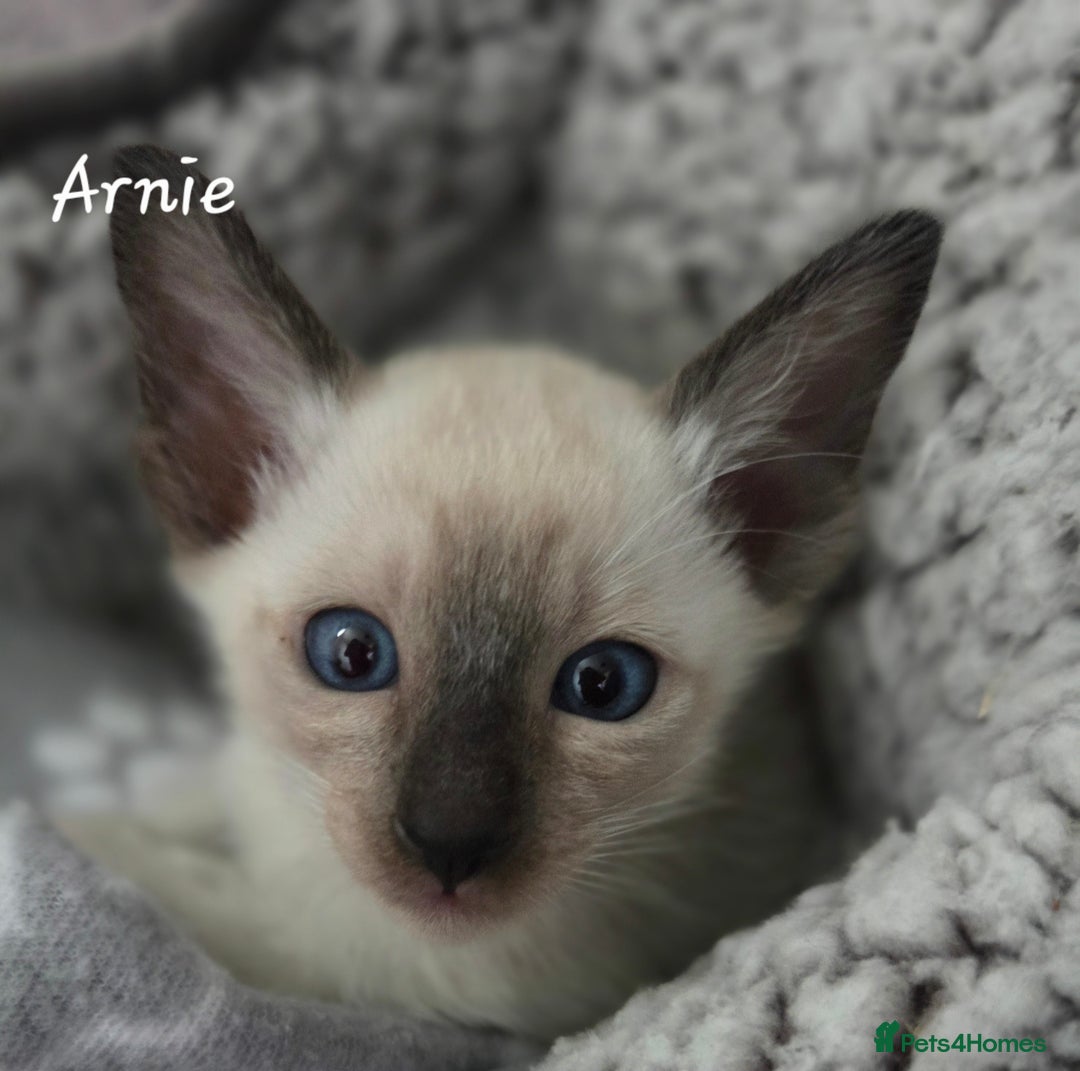 Oriental cats for sale: Beautiful GCCF registered Oriental kittens - Image 6