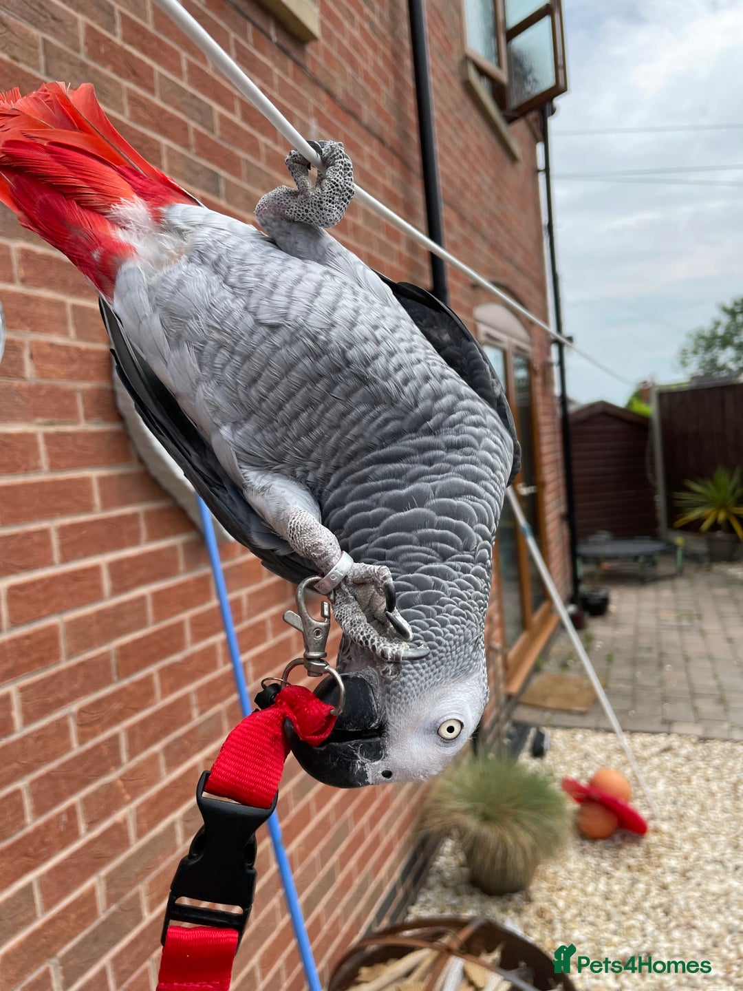 Parrots birds for sale: Our 2 loving African greys  - Advert 7