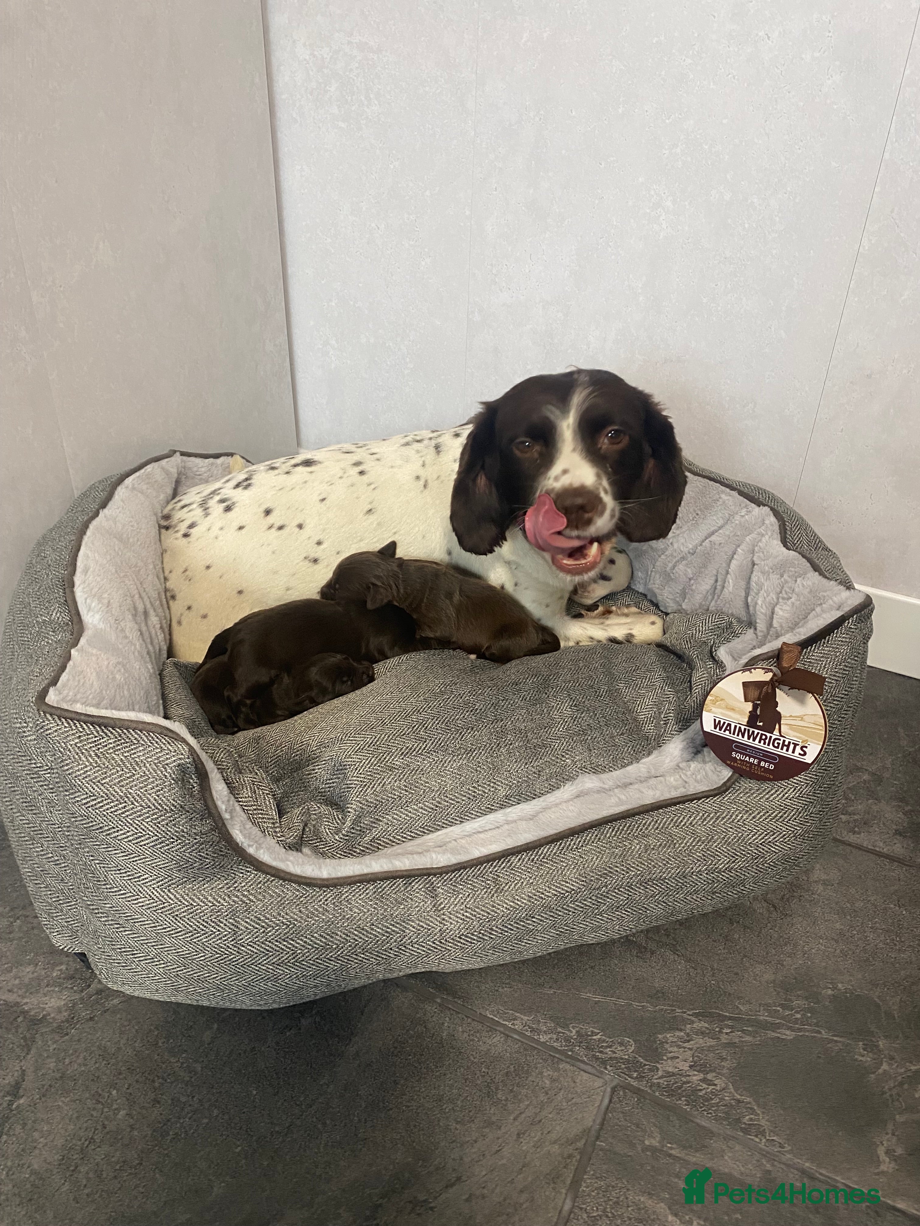 Cockapoo dogs Cockapoo - Advert 4