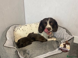 Cockapoo dogs Cockapoo - Advert 2