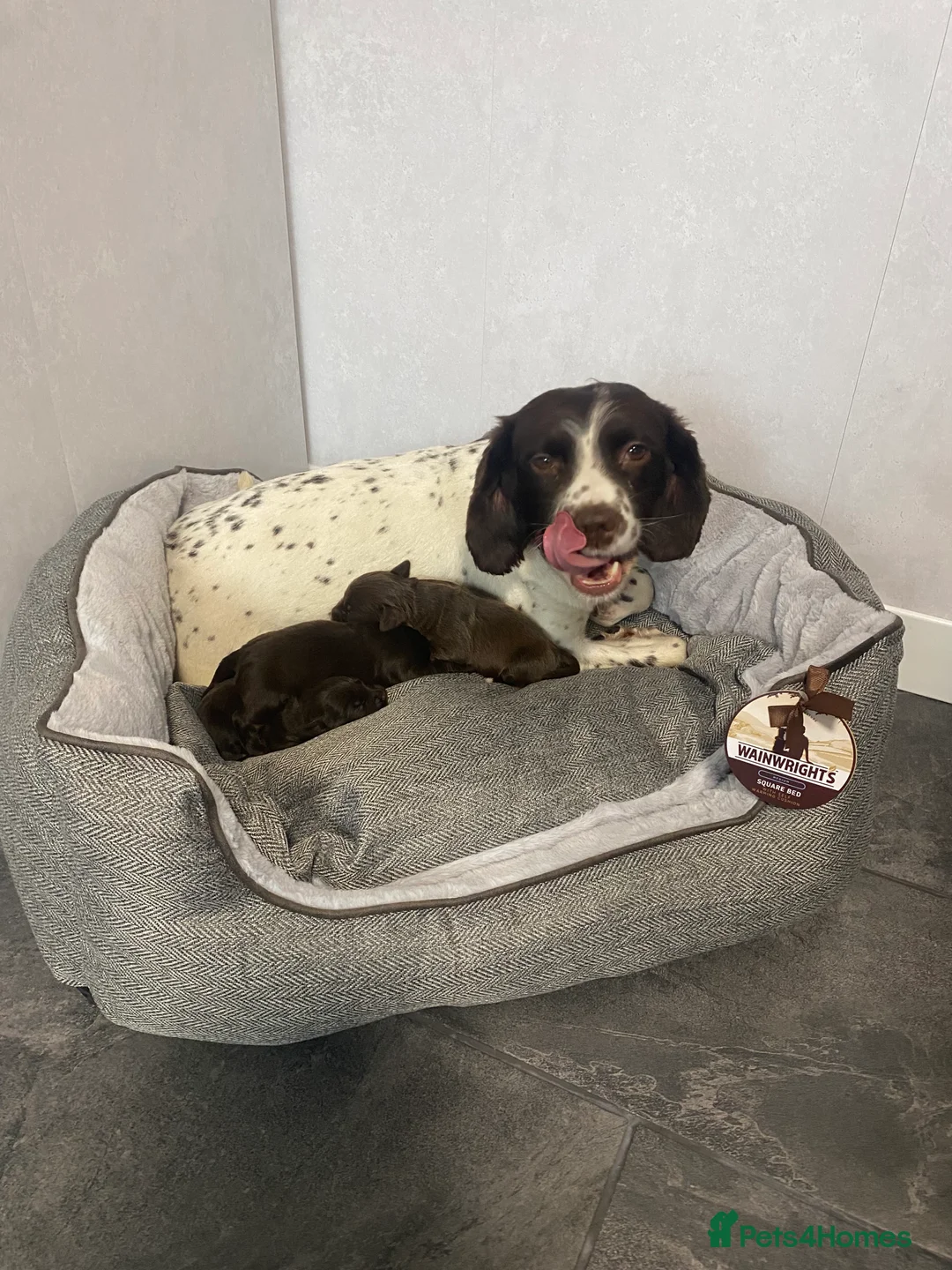 Cockapoo dogs for sale: Cockapoo - Advert 6