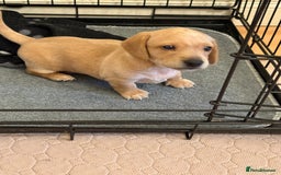 Miniature Dachshund dogs for sale: 1 MALE CREAM SMOOTH HAIRED DACSHUND  - Image 2