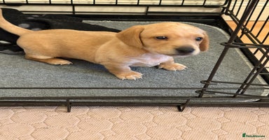 Miniature Dachshund dogs - Advert 10