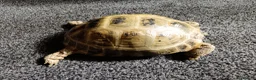 Tortoise reptiles for sale: Horsefield Tortiose in Birmingham - Advert 3