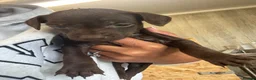 Patterdale Terrier dogs for sale: Patterdale puppies  - Advert 1