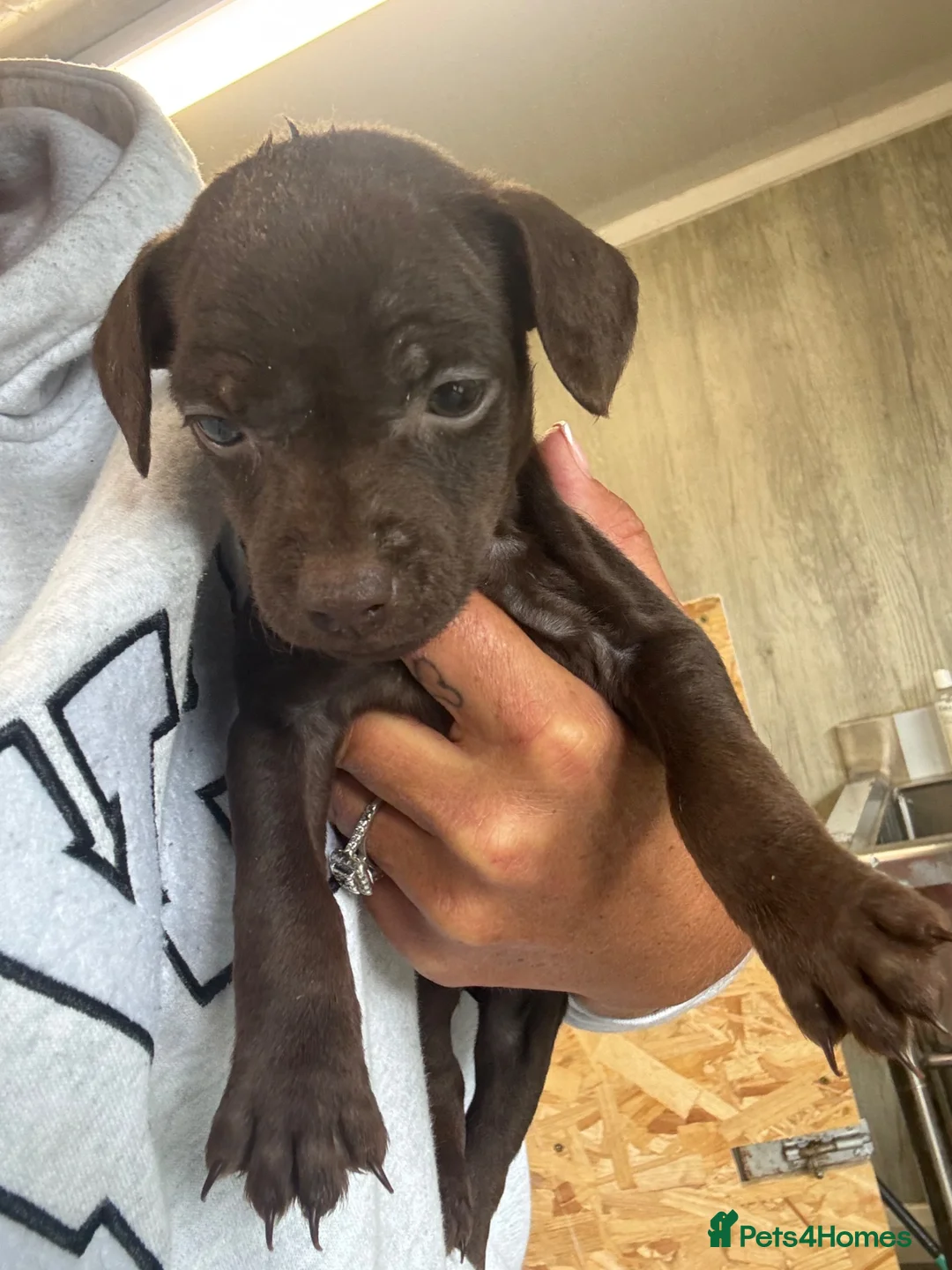 Patterdale Terrier dogs for sale: Patterdale puppies  - Advert 1