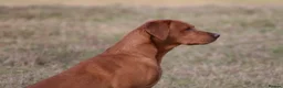 Labrador Retriever dogs for sale: Labrador Puppy - Golden Female - Advert 6