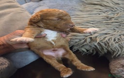 Toy Poodle dogs for sale: Beautiful Toy Poodle puppies - Image 6