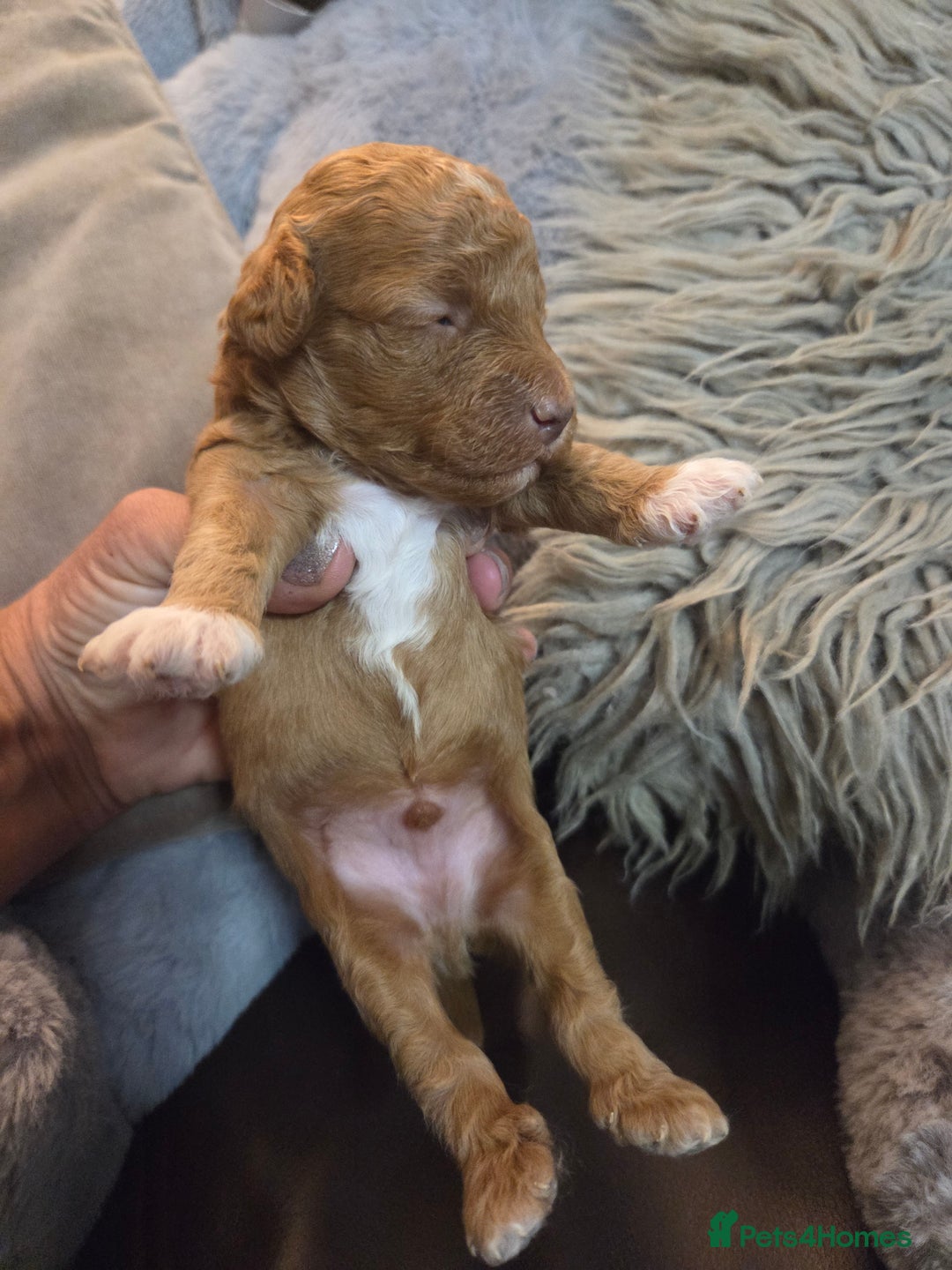 Toy Poodle dogs for sale: Beautiful Toy Poodle puppies - Image 6