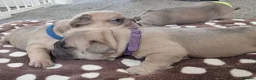 French Bulldog dogs for sale: Beautiful litter of 4 French bulldog - Advert 7