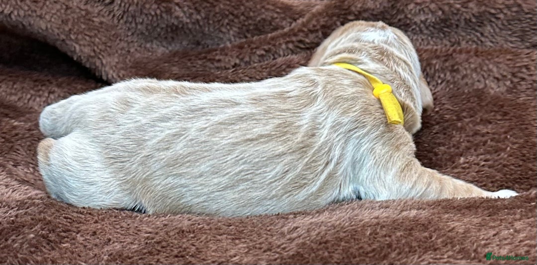 Double Doodle dogs for sale: Double Doodle puppies from Health tested parents - Image 5