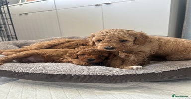 Poochon dogs - Advert 1