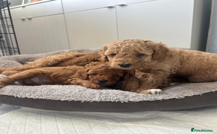Poochon dogs - Advert 2