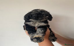 Cockapoo dogs for sale: Beautiful litter of cockapoos - Image 3