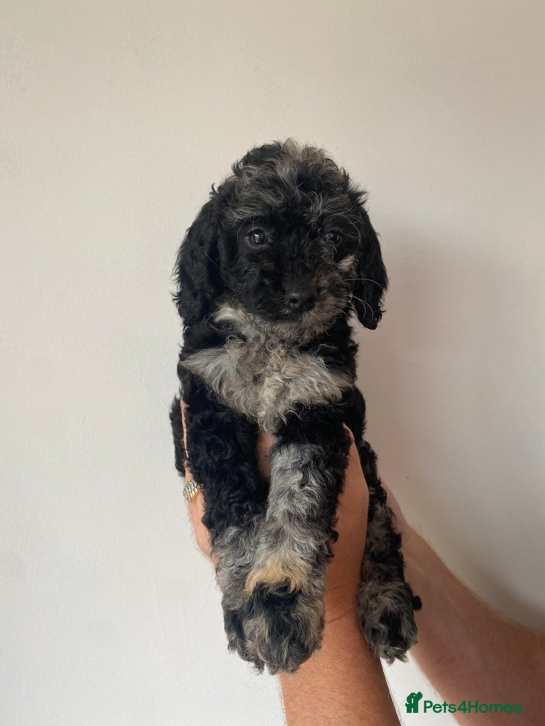 Cockapoo dogs for sale: Beautiful litter of cockapoos - Image 3