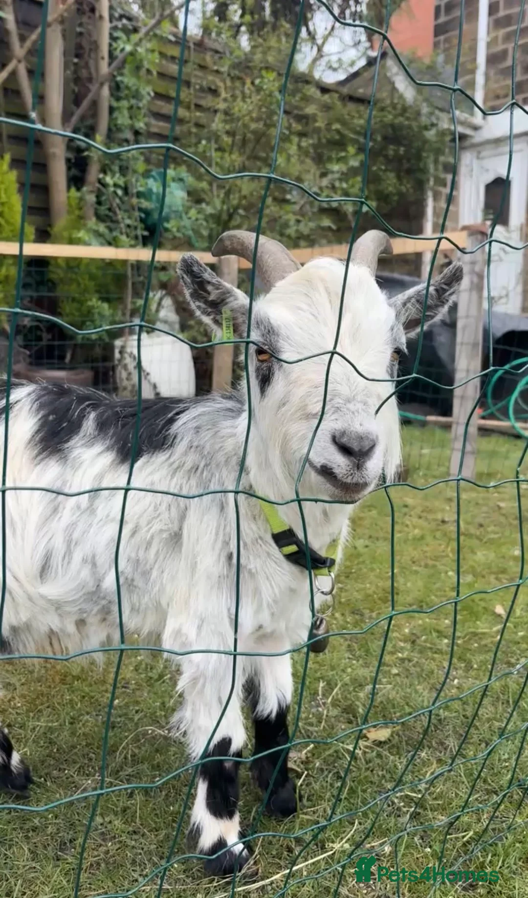 Goats livestock for sale: 2 pigmy goats for sale Barnsley  in Barnsley - Advert 1