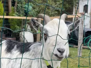 Goats livestock 2 pigmy goats for sale Barnsley - Advert 1