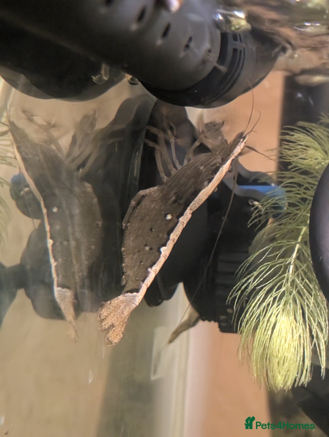 Plecos fish for sale: Cracked Zebra Plecos, Clown Plecos and More  - Advert 10