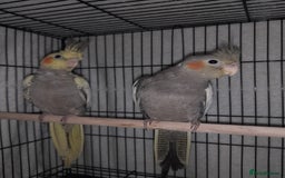 Cockatiels birds for sale: Beautiful cockatiels - Advert 4