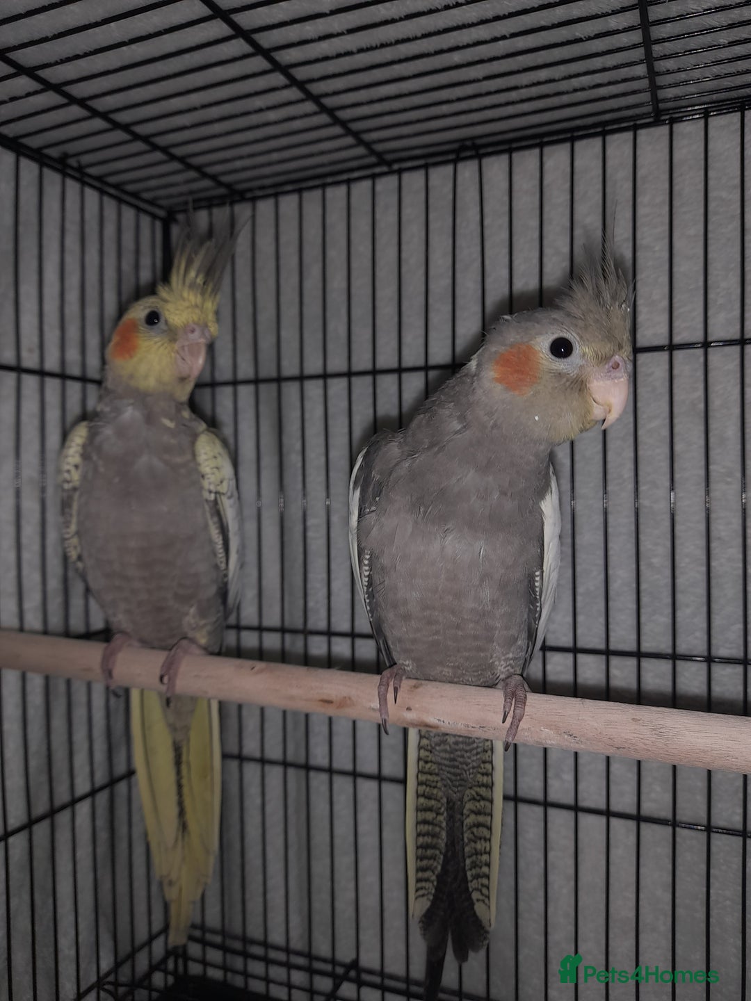 Cockatiels birds for sale: Beautiful cockatiels - Advert 4