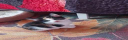 Mixed Breed cats for sale: Beautiful kitten's  - Advert 21