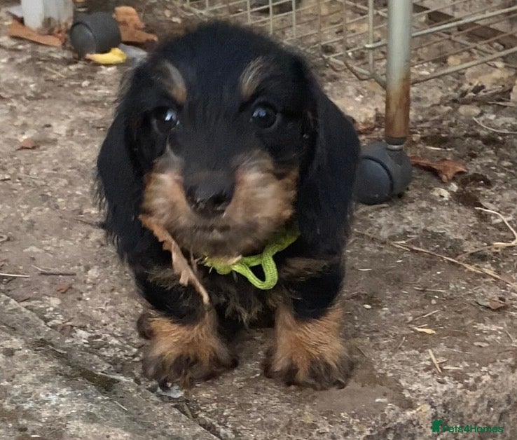 Miniature Dachshund dogs KC Mini wirehaired dachshund - Advert 2