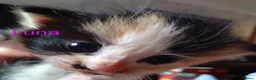 Siberian cats for sale: Adorable Siberian kittens - Advert 11