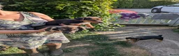 Jack Russell dogs for sale: Ready 10 weeks  Gorgeous bk & tan Jack Russel  - Advert 20