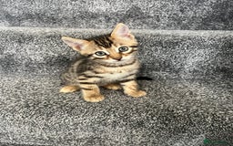 Bengal cats for sale: Beautiful Bengal mixed kittens - Image 1