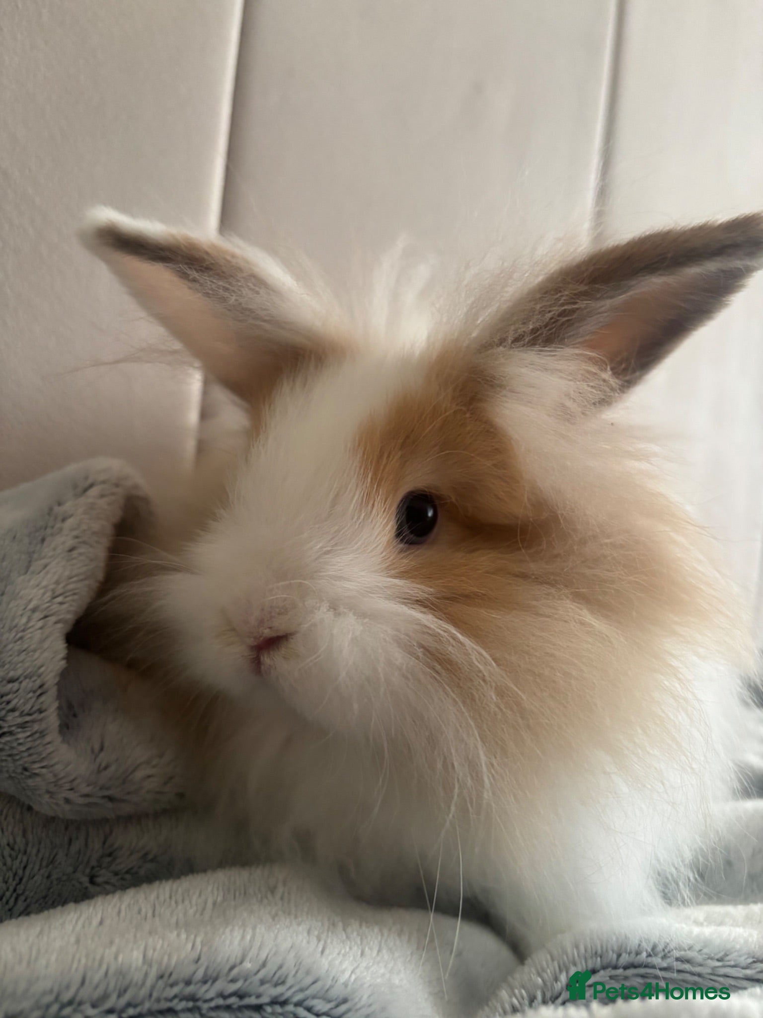 Mini Lion Lop rabbits Ready to go 1 mini lop/lion head bunny for sale.  - Advert 6