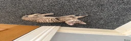 Bengal cats for sale: Bengal Kittens - Advert 12