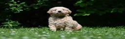 Goldendoodle dogs for sale: Quality Health Tested Goldendoodles - Advert 14