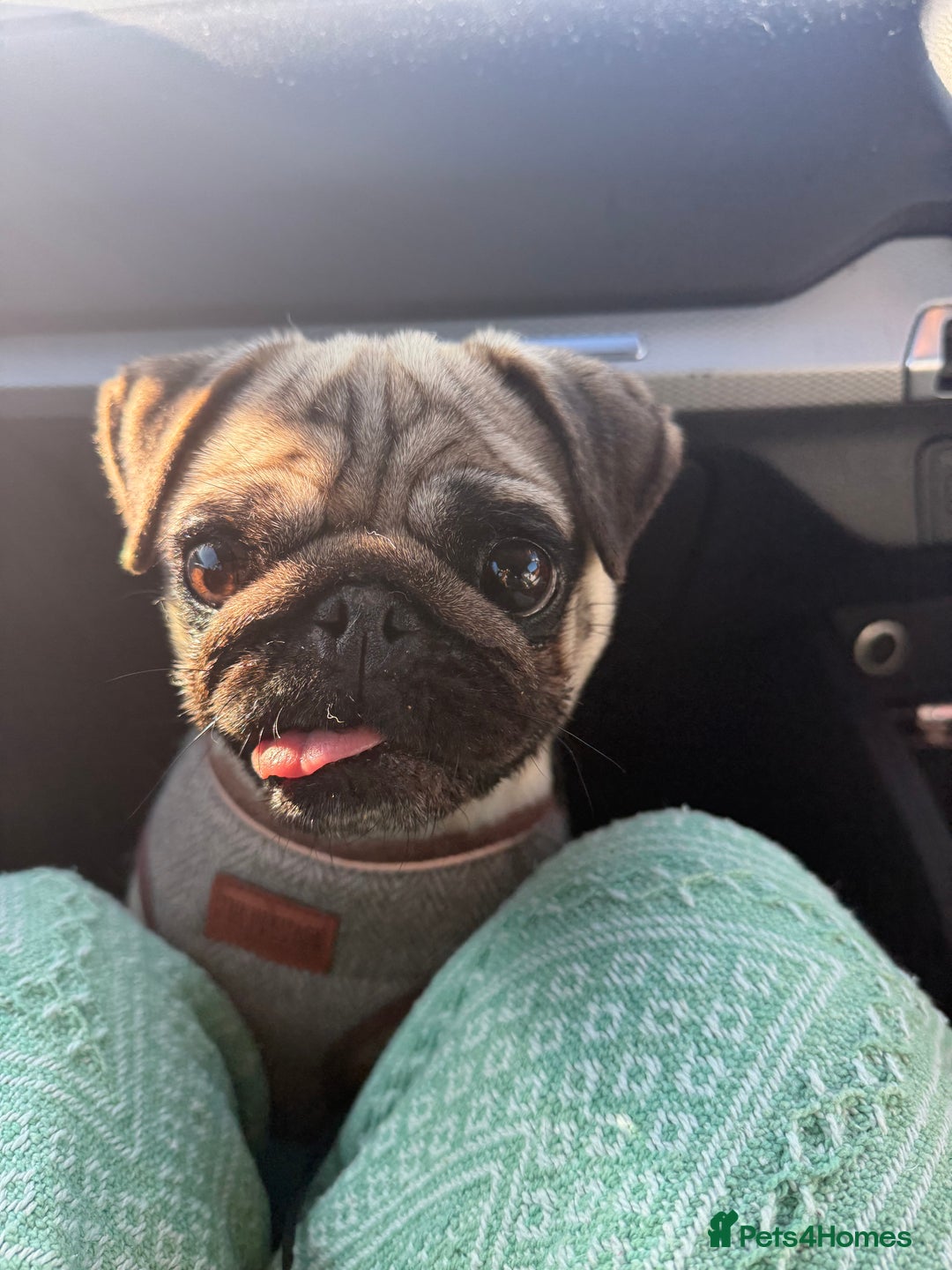 Pug dogs for sale: Beautiful pug - Advert 5