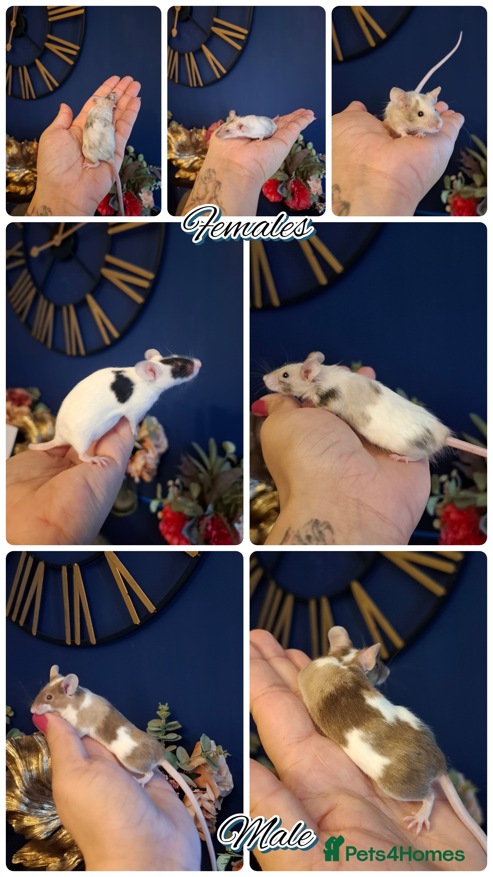 Mouse rodents Breeding fancy mice plus setups. PET HOME ONLY - Advert 2