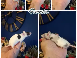 Mouse rodents Breeding fancy mice plus setups. PET HOME ONLY - Advert 2