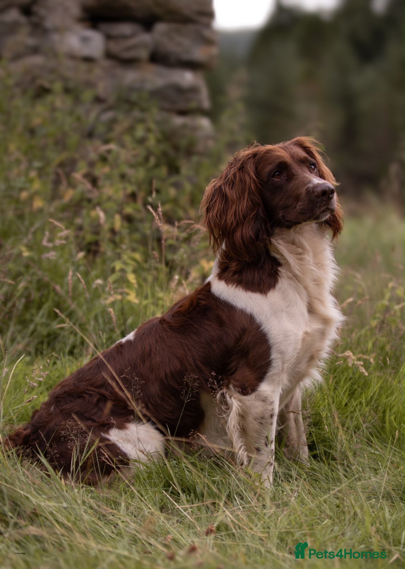 English Springer Spaniel dogs Heavily Marked Health Tested L/W Springer Stud - Advert 1