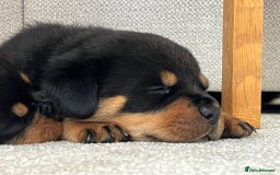 Rottweiler dogs for stud: Proven kc reg Health tested hip and elbow scored in Windsor - Image 10