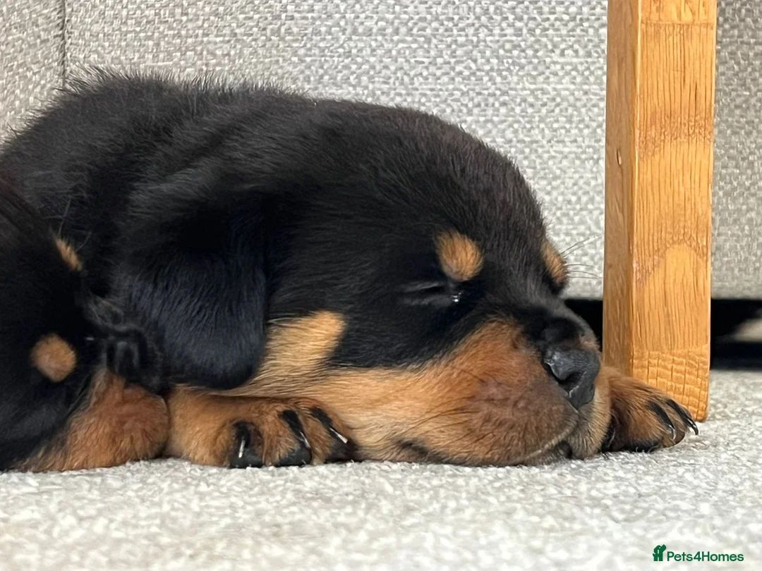 Rottweiler dogs for stud: Proven kc reg Health tested hip and elbow scored in Windsor - Advert 10